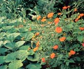 
The science behind companion planting is a little hazy, but some combinations seem to be as beneficial for the plants as they were for the eyes.
